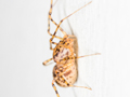 Scytodes thoracica